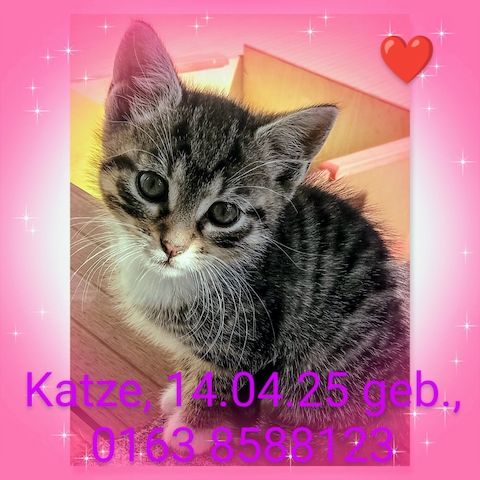 Kitten, Katzenbabys, Hauskatze