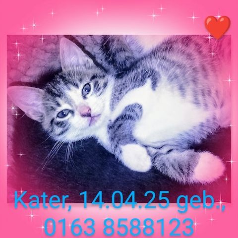 Kitten, Katzenbabys, Hauskatze