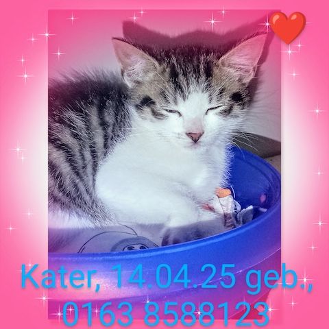 Kitten, Katzenbabys, Hauskatze