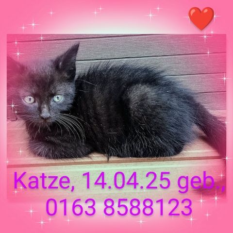 Kitten, Katzenbabys, Hauskatze