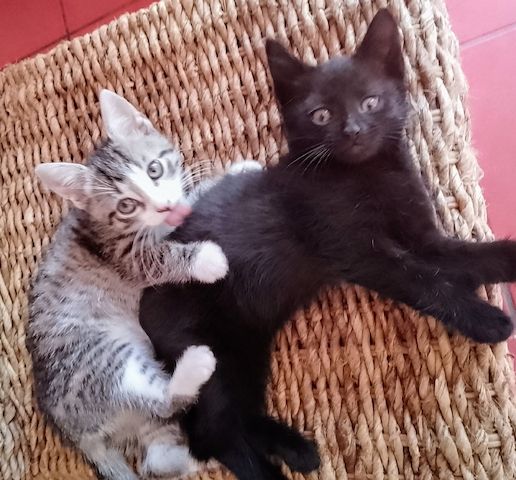 Kitten, Katzenbabys, Hauskatze