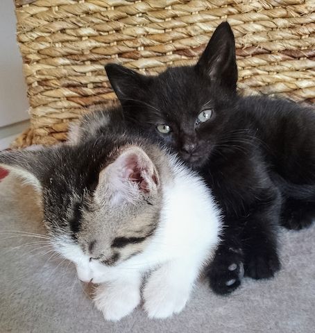 Kitten, Katzenbabys, Hauskatze