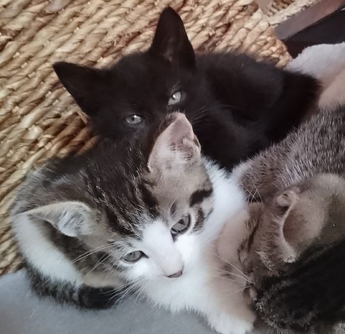 Kitten, Katzenbabys, Hauskatze