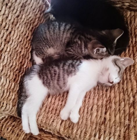Kitten, Katzenbabys, Hauskatze