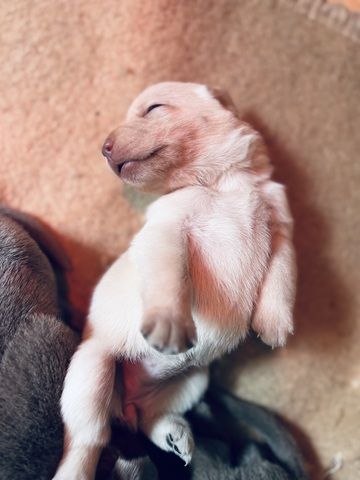 Labradorwelpen suchen ein Heim für immer