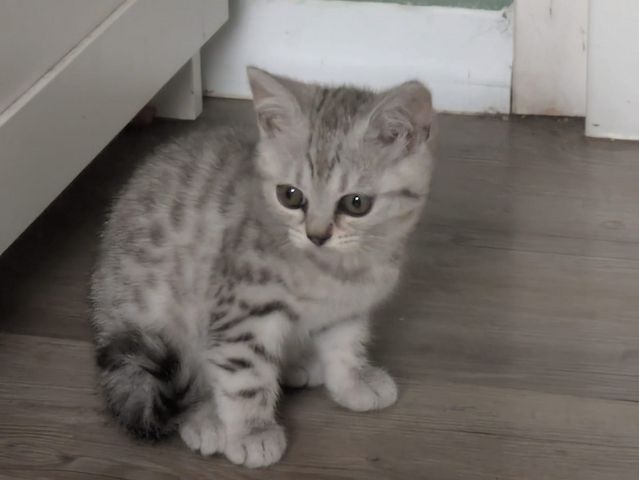 2 BKH Kitten (Weiblich)