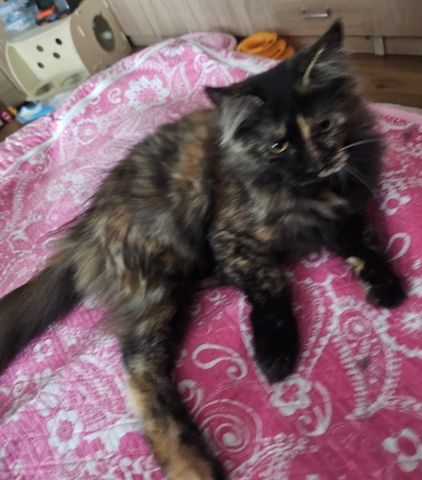 4 wunderschönen Maine Coon Mädchen suchen ein liebevolles Zuhause