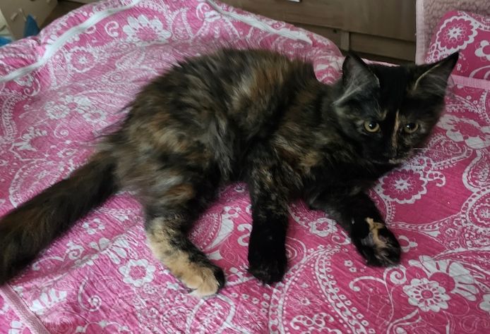 4 wunderschönen Maine Coon Mädchen suchen ein liebevolles Zuhause