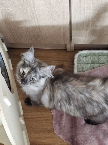 4 wunderschönen Maine Coon Mädchen suchen ein liebevolles Zuhause