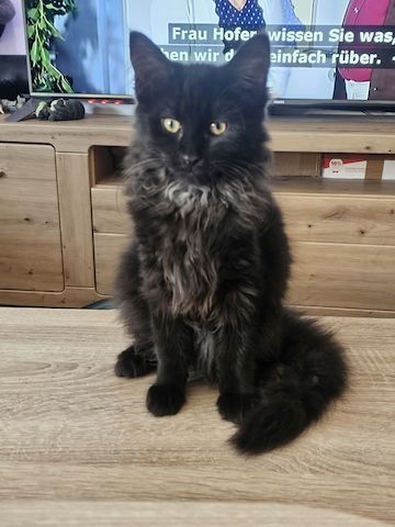 4 wunderschönen Maine Coon Mädchen suchen ein liebevolles Zuhause