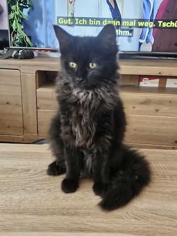 4 wunderschönen Maine Coon Mädchen suchen ein liebevolles Zuhause