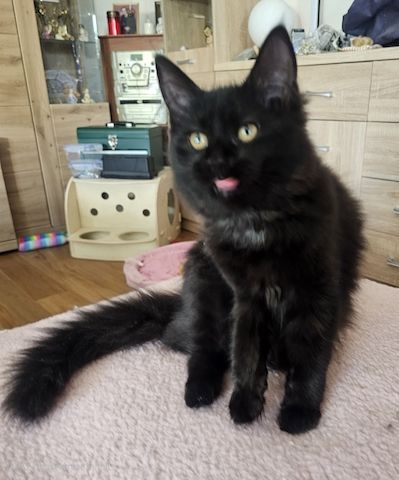 4 wunderschönen Maine Coon Mädchen suchen ein liebevolles Zuhause