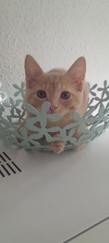 Katzenbabys