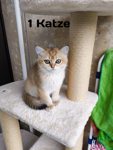 Britisch Kurzhaar Kitten – bereit für ein liebevolles Zuhause