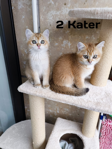 Britisch Kurzhaar Kitten – bereit für ein liebevolles Zuhause