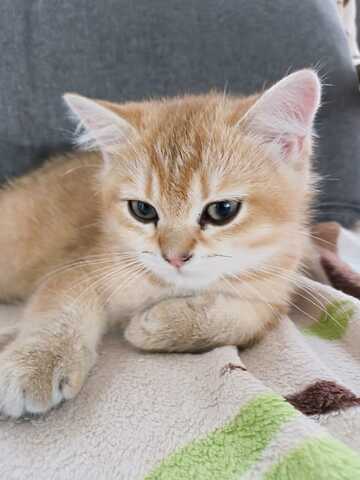 Britisch Kurzhaar Kitten – bereit für ein liebevolles Zuhause