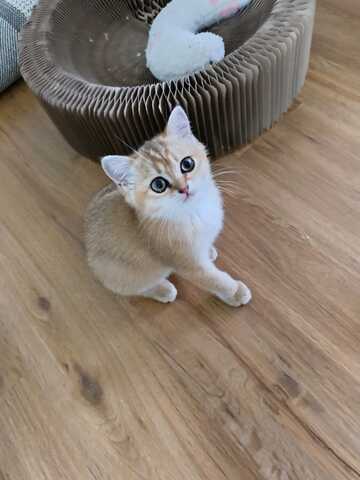 Britisch Kurzhaar Kitten – bereit für ein liebevolles Zuhause