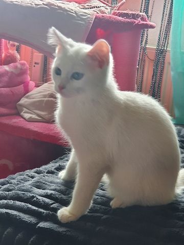 Schneeweißer Kater