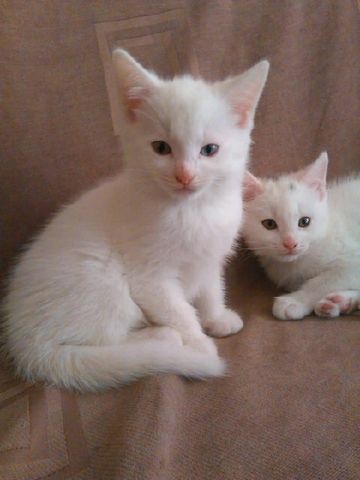 Türkische Angora