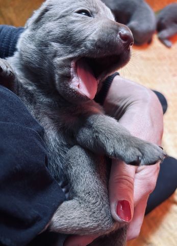 Labradorwelpen suchen ein Heim für immer