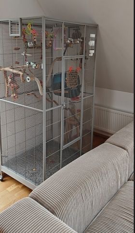 Goldmantelrosellas mit umfangreichem Zubehör