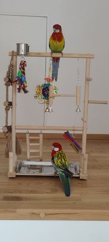 Goldmantelrosellas mit umfangreichem Zubehör