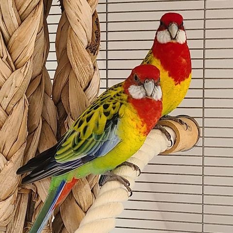 Goldmantelrosellas mit umfangreichem Zubehör