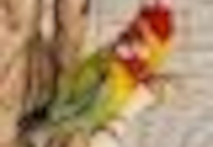 Goldmantelrosellas mit umfangreichem Zubehör