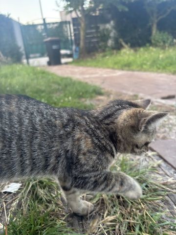 Katzenbabys (14 Wochen) in liebevolle Hände abzugeben