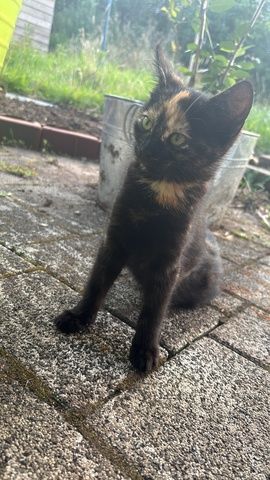 Katzenbabys (14 Wochen) in liebevolle Hände abzugeben