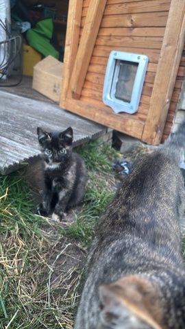 Katzenbabys (14 Wochen) in liebevolle Hände abzugeben