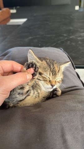 Katzenbabys (14 Wochen) in liebevolle Hände abzugeben