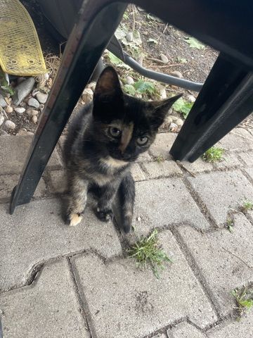 Katzenbabys (14 Wochen) in liebevolle Hände abzugeben