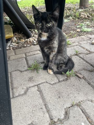 Katzenbabys (14 Wochen) in liebevolle Hände abzugeben