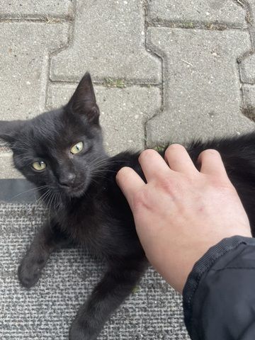 Katzenbabys (14 Wochen) in liebevolle Hände abzugeben