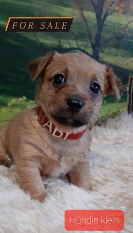 Yorkshire Mix Welpen
