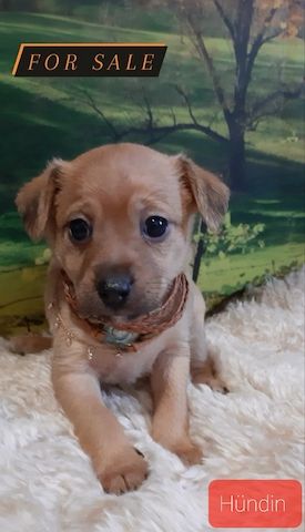 Yorkshire Mix Welpen