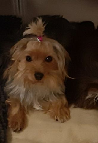 Yorkshire Mix Welpen