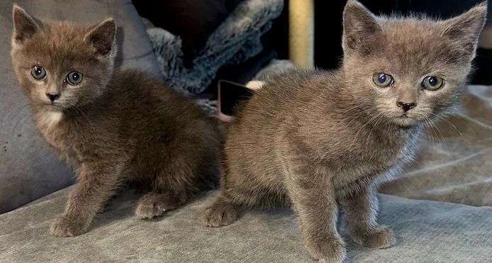 Bkh kitten
