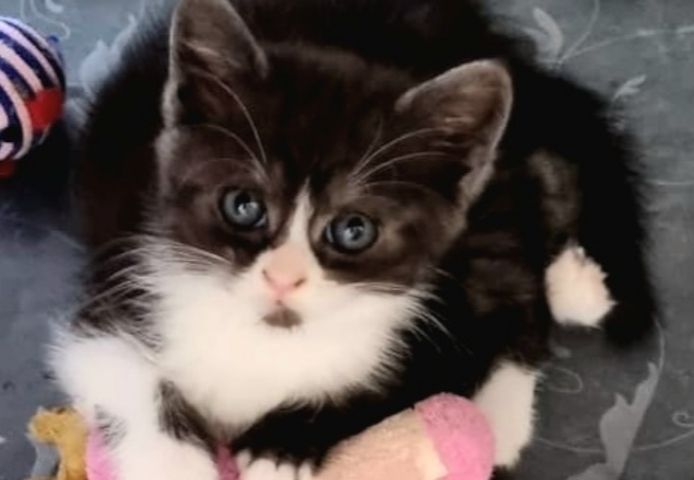 Bkh kitten
