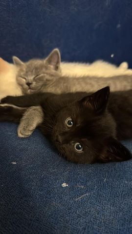 4 BKH Kitten