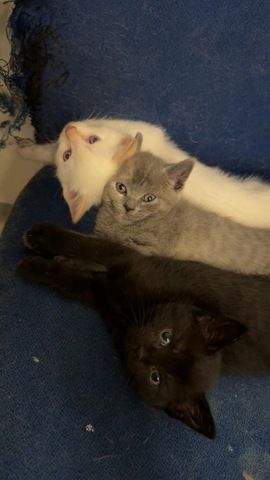 4 BKH Kitten