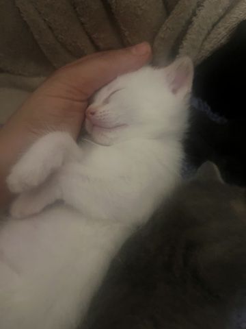 4 BKH Kitten
