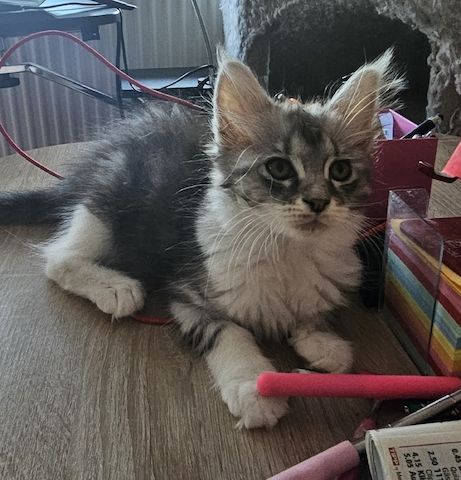 Maine Coon Katze ab sofort Abgabebereit