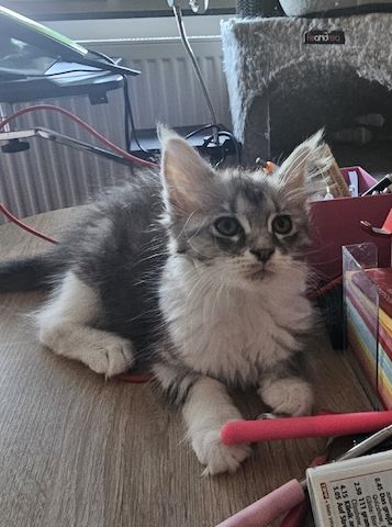 Maine Coon Katze ab sofort Abgabebereit