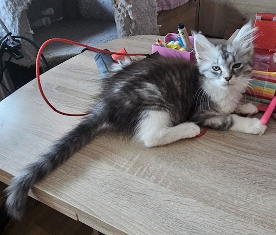 Maine Coon Katze ab sofort Abgabebereit