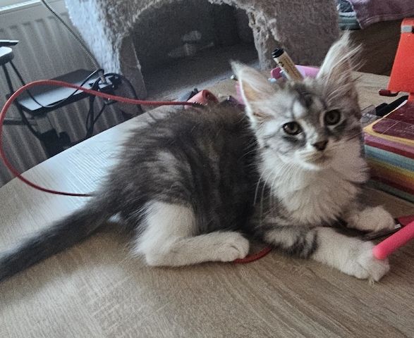 Maine Coon Katze ab sofort Abgabebereit