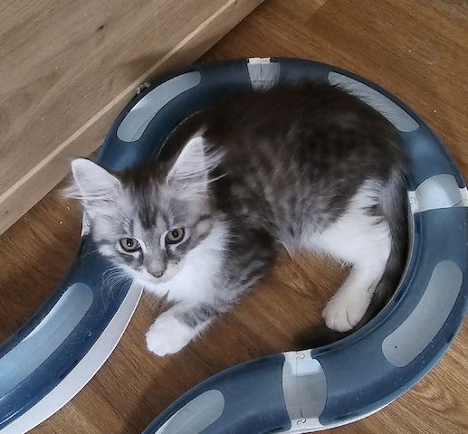 Maine Coon Katze ab sofort Abgabebereit