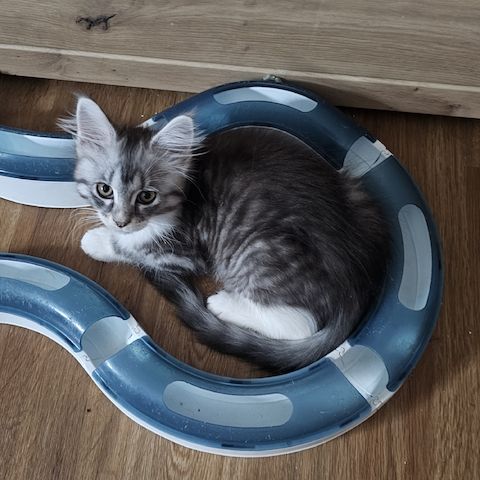 Maine Coon Katze ab sofort Abgabebereit