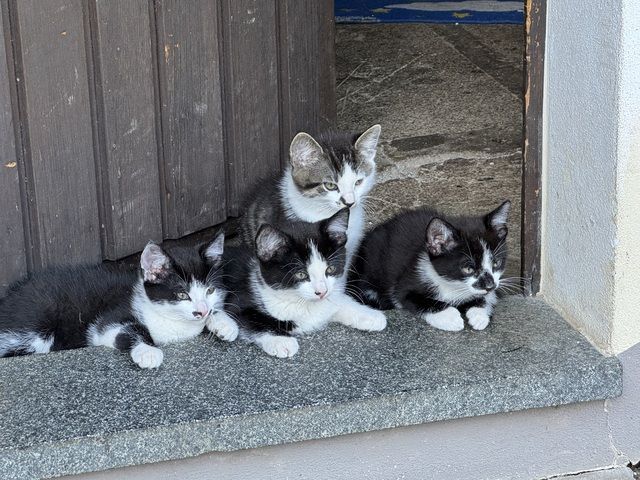 Katzenkinder Katze Kater Hauskatze Katzenbaby Babykatzen